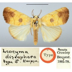 /filer/webapps/moths/media/images/D/discophora_Leocyma_HT_BMNH.jpg