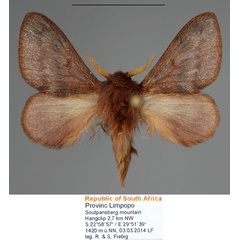 /filer/webapps/moths/media/images/P/punctifascia_Anadiasa_AM_Fiebig_03.jpg