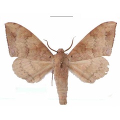 /filer/webapps/moths/media/images/C/contraria_Andriasa_AM_EMEM_04.jpg