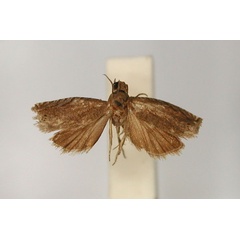 /filer/webapps/moths/media/images/C/cynicopis_Fulcrifera_LT_RMCA_01.jpg