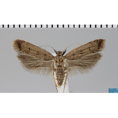/filer/webapps/moths/media/images/C/coenulenta_Dichomeris_AF_MfN.jpg
