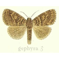 /filer/webapps/moths/media/images/G/gephyra_Dasychira_HT_Hering_23h.jpg