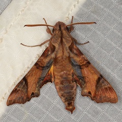 /filer/webapps/moths/media/images/P/pylas_Temnora_A_Heyns_01.jpg
