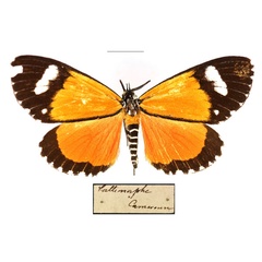 /filer/webapps/moths/media/images/S/similis_Phaegorista_AM_RBINS_02.jpg