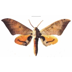 /filer/webapps/moths/media/images/T/tomensis_Pseudoclanis_AM_EMEMa.jpg