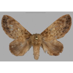 /filer/webapps/moths/media/images/B/barbarae_Pseudometa_PTF_Mueller_03.jpg