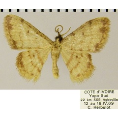 /filer/webapps/moths/media/images/P/prucholoma_Idaea_AM_ZSMa.jpg