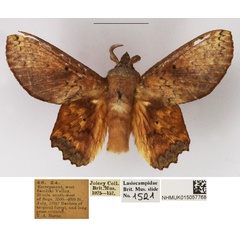/filer/webapps/moths/media/images/A/arnoldi_Morongea_AM_NHMUK.jpg