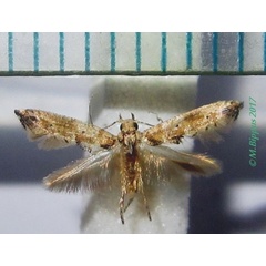 /filer/webapps/moths/media/images/S/senaciae_Epermenia_PT2_Bippus.jpg