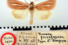 Timora fissifascia
