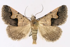 Baniana culminifera