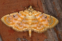 Notarcha quaternalis