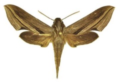 /filer/webapps/moths/media/images/M/monteironis_Theretra_AM_ANHRT.jpg