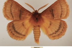 Cyrtojana trilineata