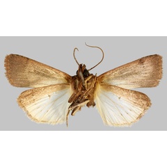 /filer/webapps/moths/media/images/M/megaplecta_Agrotis_HT_MNHNb.jpg