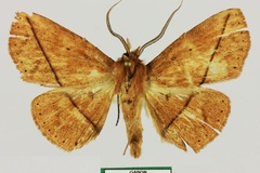 Ugia taeniata