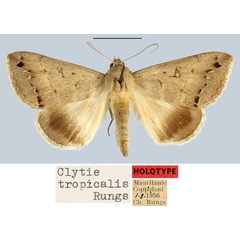 /filer/webapps/moths/media/images/T/tropicalis_Clytie_HT_MNHN.jpg