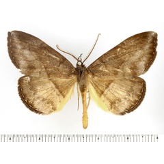 /filer/webapps/moths/media/images/E/endoxantha_Aburina_AM_BMNH.jpg