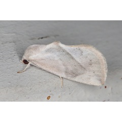 /filer/webapps/moths/media/images/P/piperitella_Neaxestis_A_Heyns_01.JPG