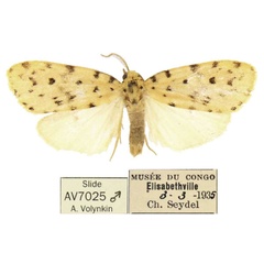 /filer/webapps/moths/media/images/L/lubumbashia_Siccia_PTM_RMCA.jpg