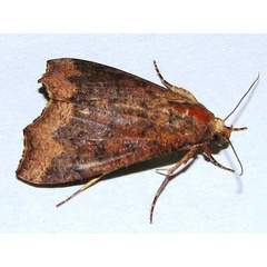 /filer/webapps/moths/media/images/S/sabulifera_Anomis_A_Goff.jpg