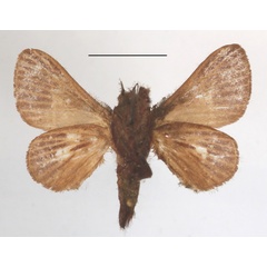 /filer/webapps/moths/media/images/P/phlebodes_Latoia_A_MGCLb_01.JPG