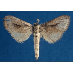 /filer/webapps/moths/media/images/M/murphyi_Kroonia_PTF_NHMO_wzoBCi9.jpg