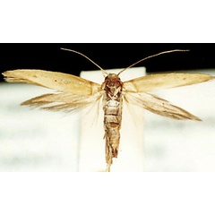 /filer/webapps/moths/media/images/B/bicuspidella_Scythris_HT_ZMUC.jpg