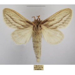 /filer/webapps/moths/media/images/S/signinervis_Beralade_AF_TMSA.jpg