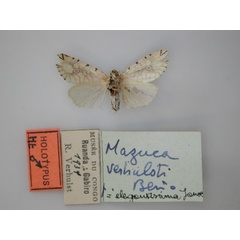 /filer/webapps/moths/media/images/V/verhulsti_Mazuca_HT_RMCA_02.jpg