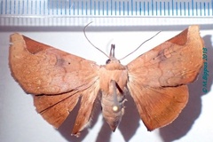Mecodinops anceps