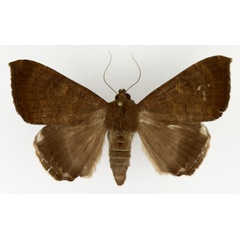 /filer/webapps/moths/media/images/S/sordida_Achaea_AM_TMSA_02.jpg