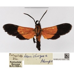 /filer/webapps/moths/media/images/H/hemichrysa_Netrocera_AM_NHMUK_02.jpg