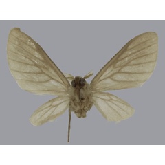 /filer/webapps/moths/media/images/A/atrovenosa_Apisa_HT_ISEAb.jpg