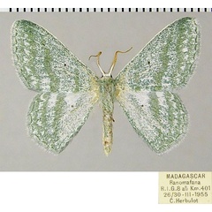 /filer/webapps/moths/media/images/T/triplicifascia_Epigelasma_AM_ZSMa.jpg