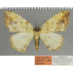 /filer/webapps/moths/media/images/I/infusca_Heterostegane_AT_ZSM.jpg