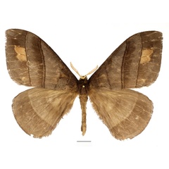 /filer/webapps/moths/media/images/O/obscura_Rhodopteriana_AM_Basquin_01.jpg