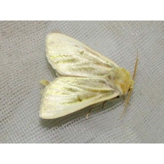 /filer/webapps/moths/media/images/S/simplex_Antheua_A_Goff_02.jpg