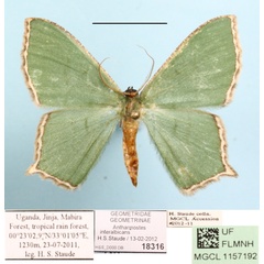 /filer/webapps/moths/media/images/I/interalbicans_Antharmostes_A_MGCL_01.JPG