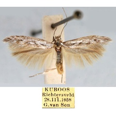 /filer/webapps/moths/media/images/K/kuboosensis_Haploscythris_HT_TMSA_kJBVZD0.jpg