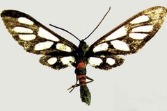 Amata kilimandjaronis