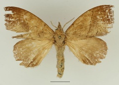 /filer/webapps/moths/media/images/B/batesi_Leipoxais_AF_Basquin.jpg
