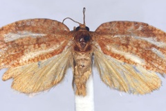 Labidosa symmetra
