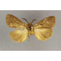 /filer/webapps/moths/media/images/T/truncatum_Popoudina_HT_BMNH.jpg