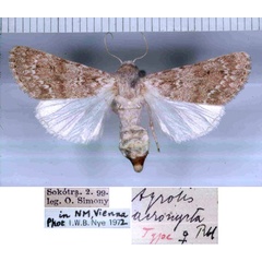 /filer/webapps/moths/media/images/A/acronycta_Agrotis_HT_NHMW.jpg