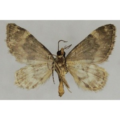 /filer/webapps/moths/media/images/P/perizomoides_Piercia_AM_ZSMb.jpg