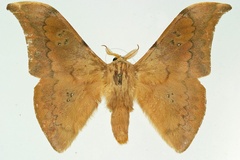 Orthogonioptilum sejunctum