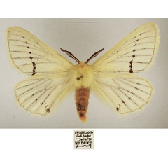 /filer/webapps/moths/media/images/M/marshalli_Phiala_AM_TMSA_03.jpg