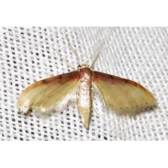 /filer/webapps/moths/media/images/U/umbricosta_Idaea_A_Braun_06.jpg