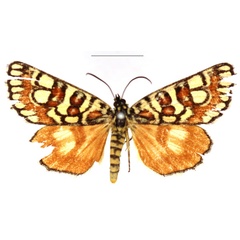 /filer/webapps/moths/media/images/F/festiva_Brephos_AM_RBINS_02.jpg